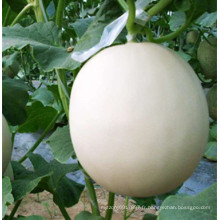 RSM06 Ningti peau blanche F1 graines de melon sucré hybride